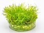 Preview: Javamoos - Taxiphyllum barbieri in vitro
